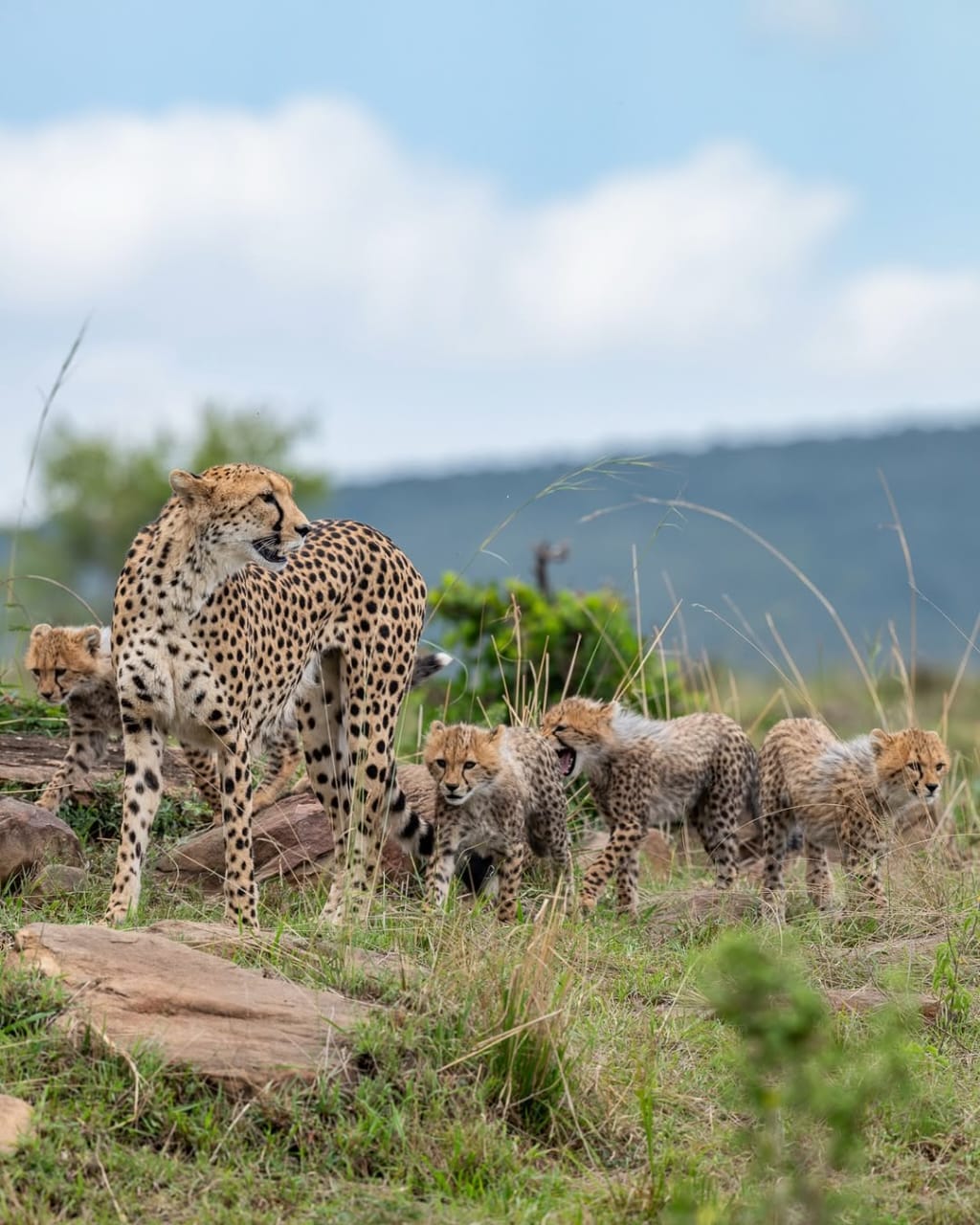 8-Days Serengeti River Crossing Wildebeest Migration gallery 6