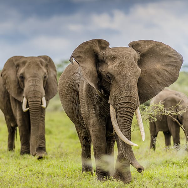 8-Days Serengeti River Crossing Wildebeest Migration gallery 7