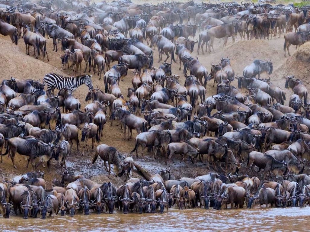 8-Days Serengeti River Crossing Wildebeest Migration gallery 9