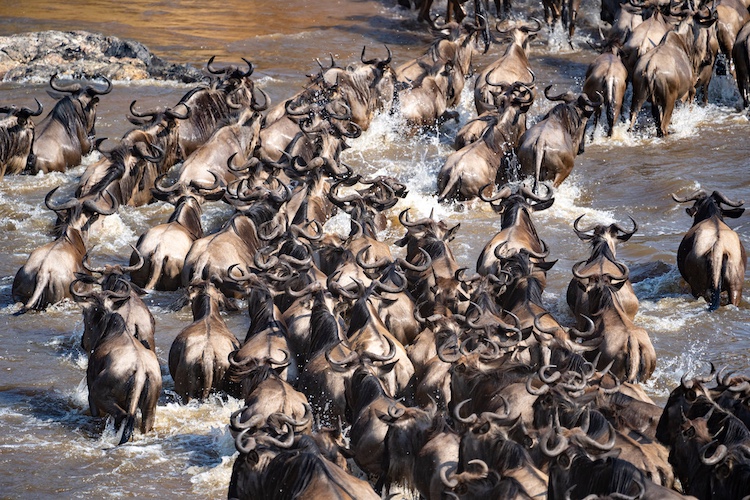 8-Days Serengeti River Crossing Wildebeest Migration gallery 10