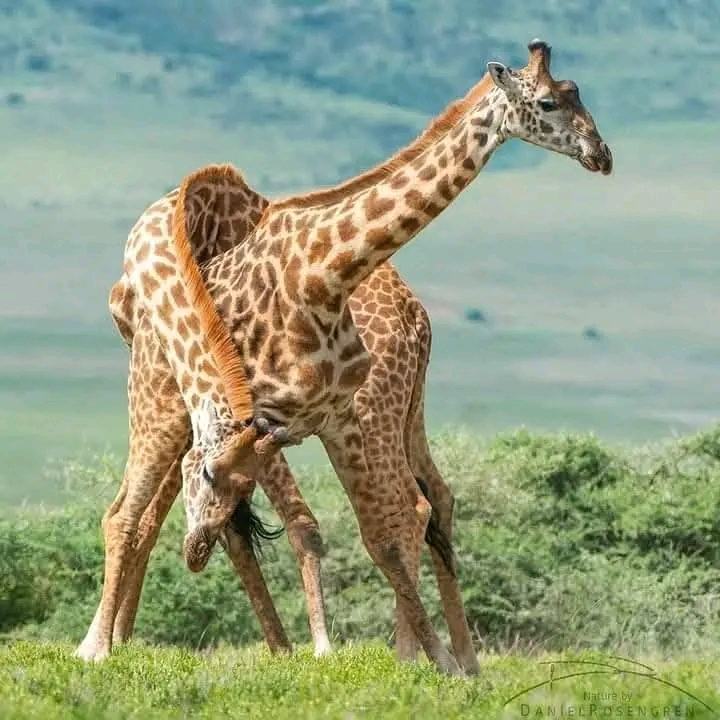 4-Days, Tarangire, Serengeti And Ngorongoro Crater Safari. gallery 1