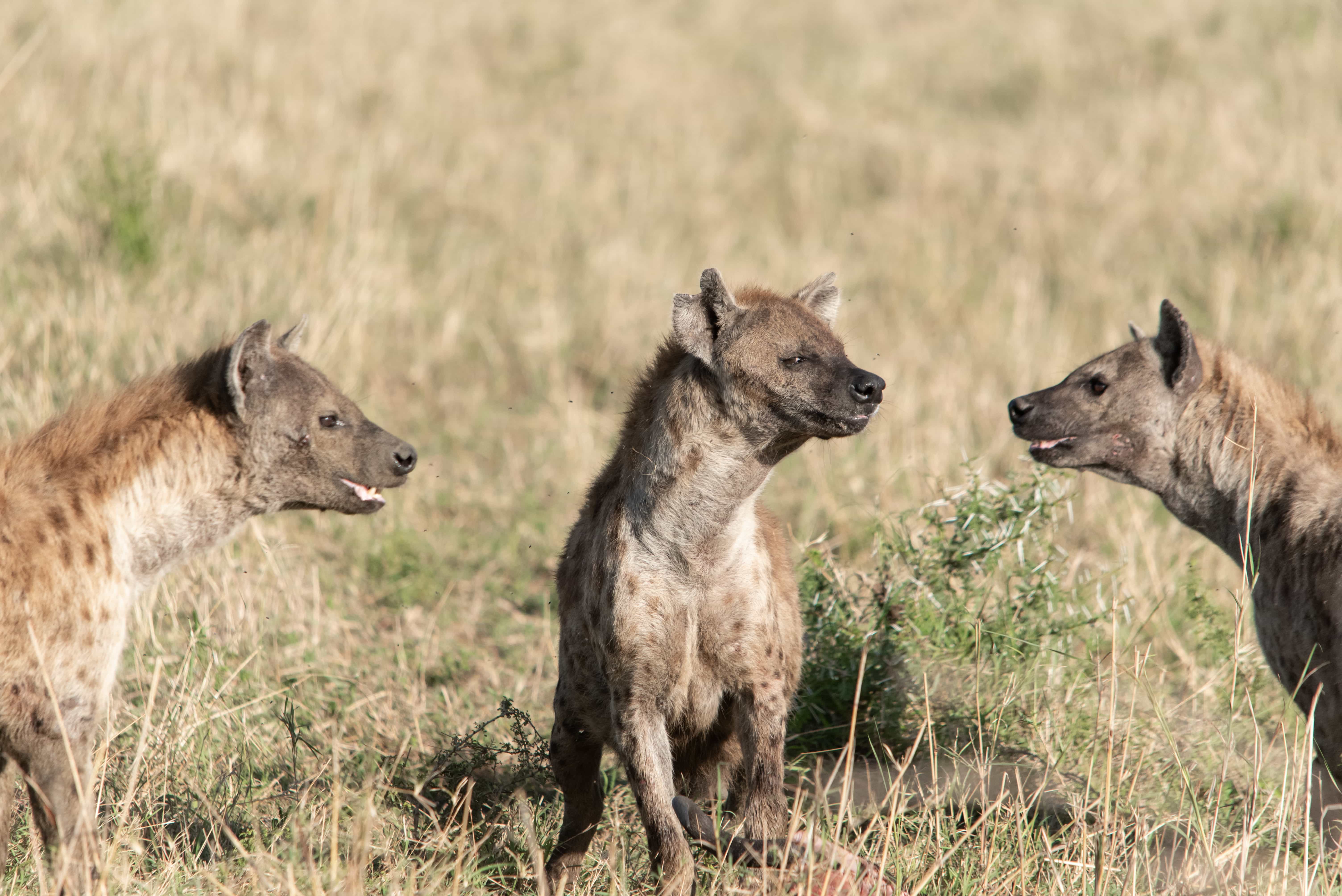 Tanzania Wildlife Safaris, Day Trip in Arusha National Park gallery 1