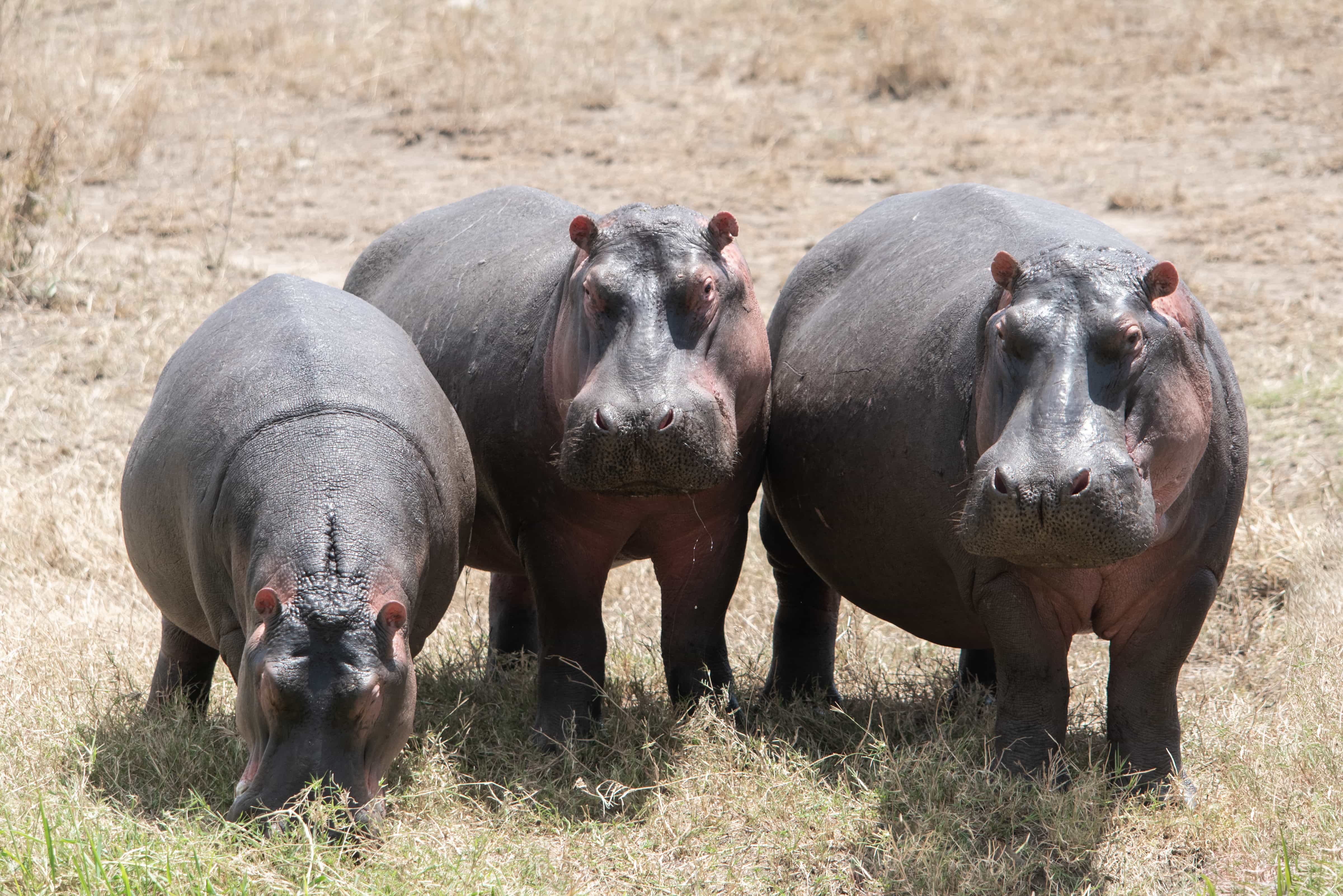 Tanzania Wildlife Safaris, Day Trip in Arusha National Park gallery 2