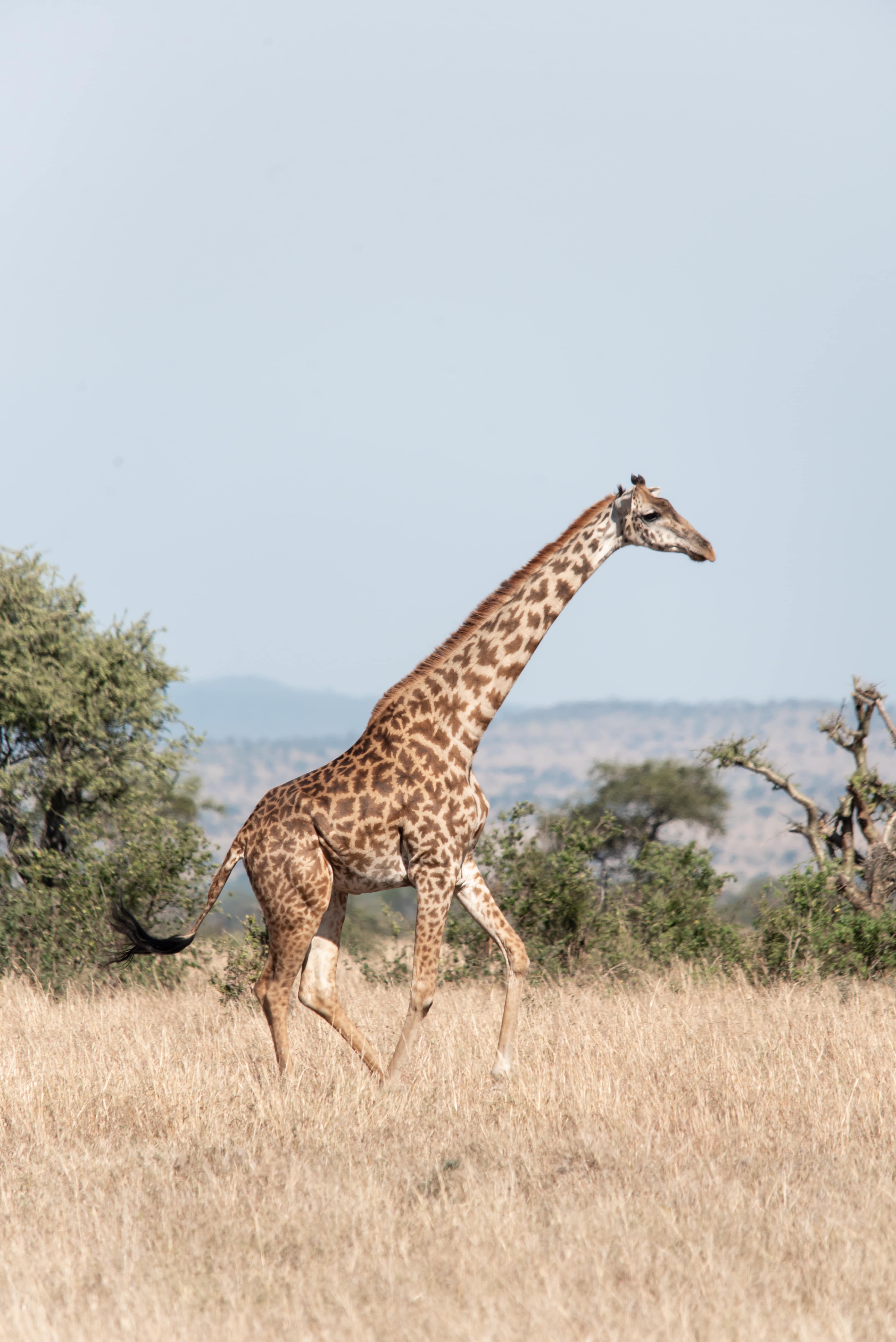 Tanzania Wildlife Safaris, Day Trip in Arusha National Park gallery 3