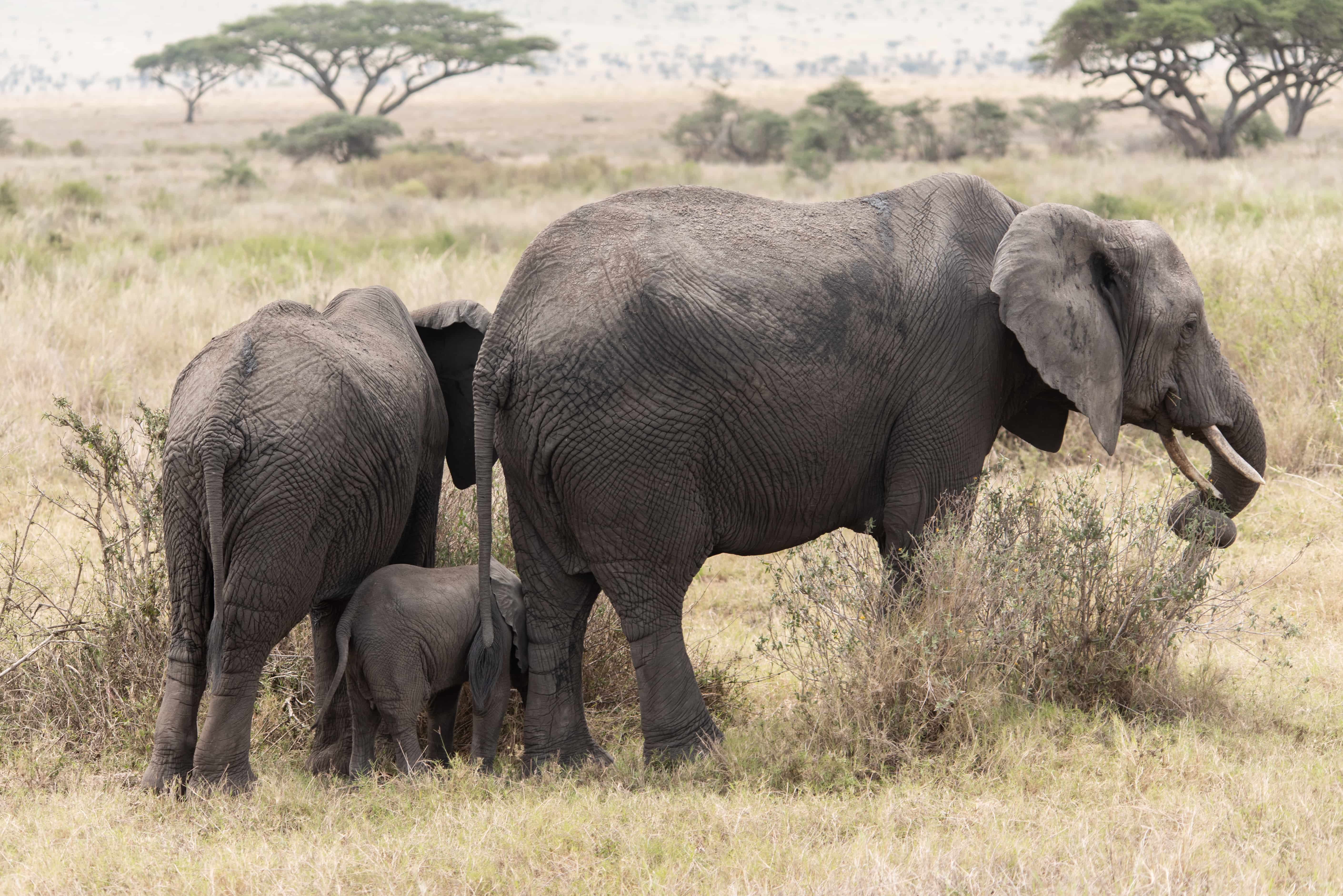 Tanzania Wildlife Safaris, Day Trip in Arusha National Park gallery 4