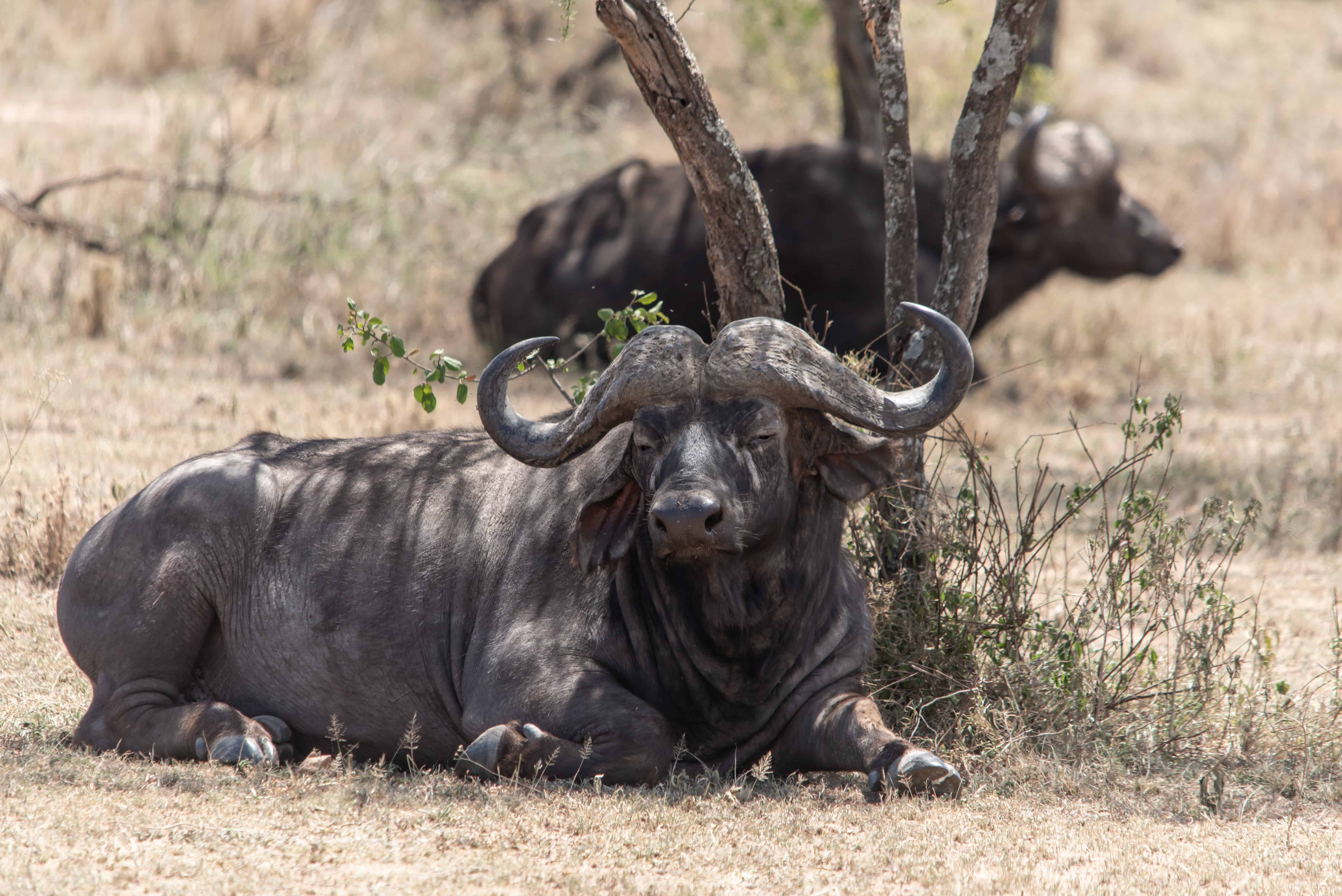 Tanzania Wildlife Safaris, Day Trip in Arusha National Park gallery 6