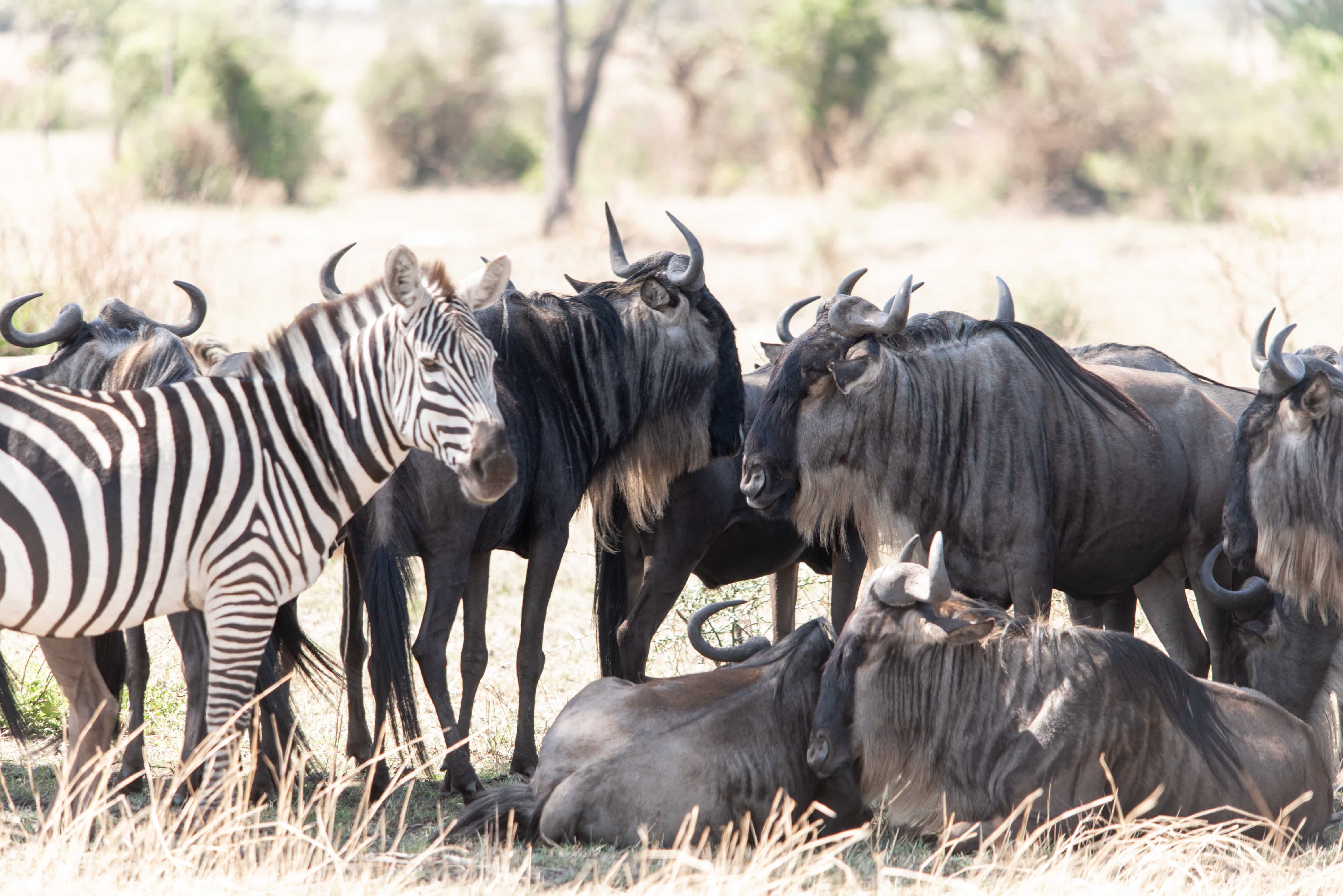 Tanzania Wildlife Safaris, Day Trip in Arusha National Park gallery 7
