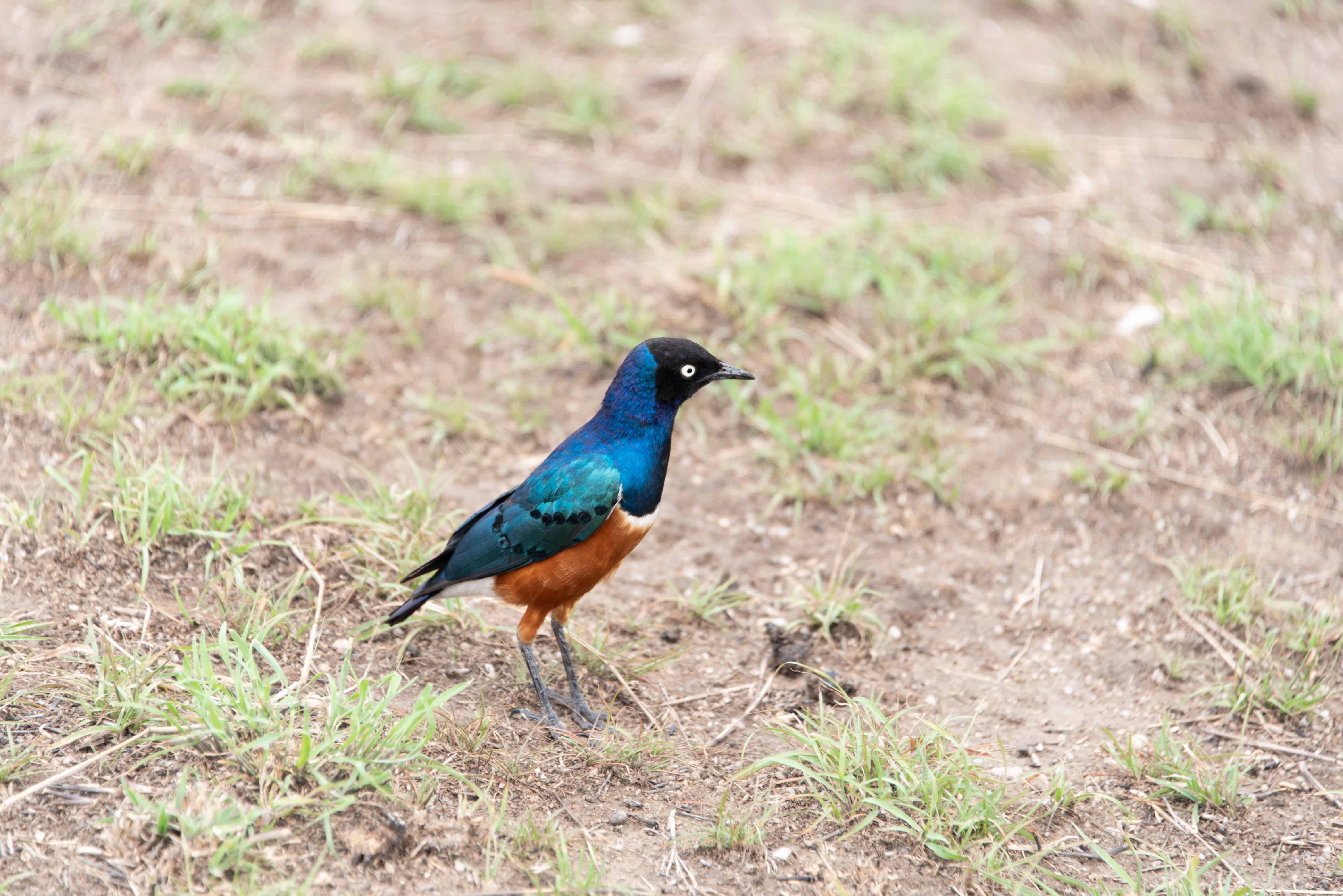 Tanzania Wildlife Safaris, Day Trip in Arusha National Park gallery 8
