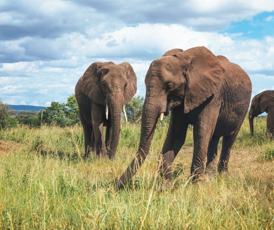 6-Day Big 5 Tanzania Safari gallery 1