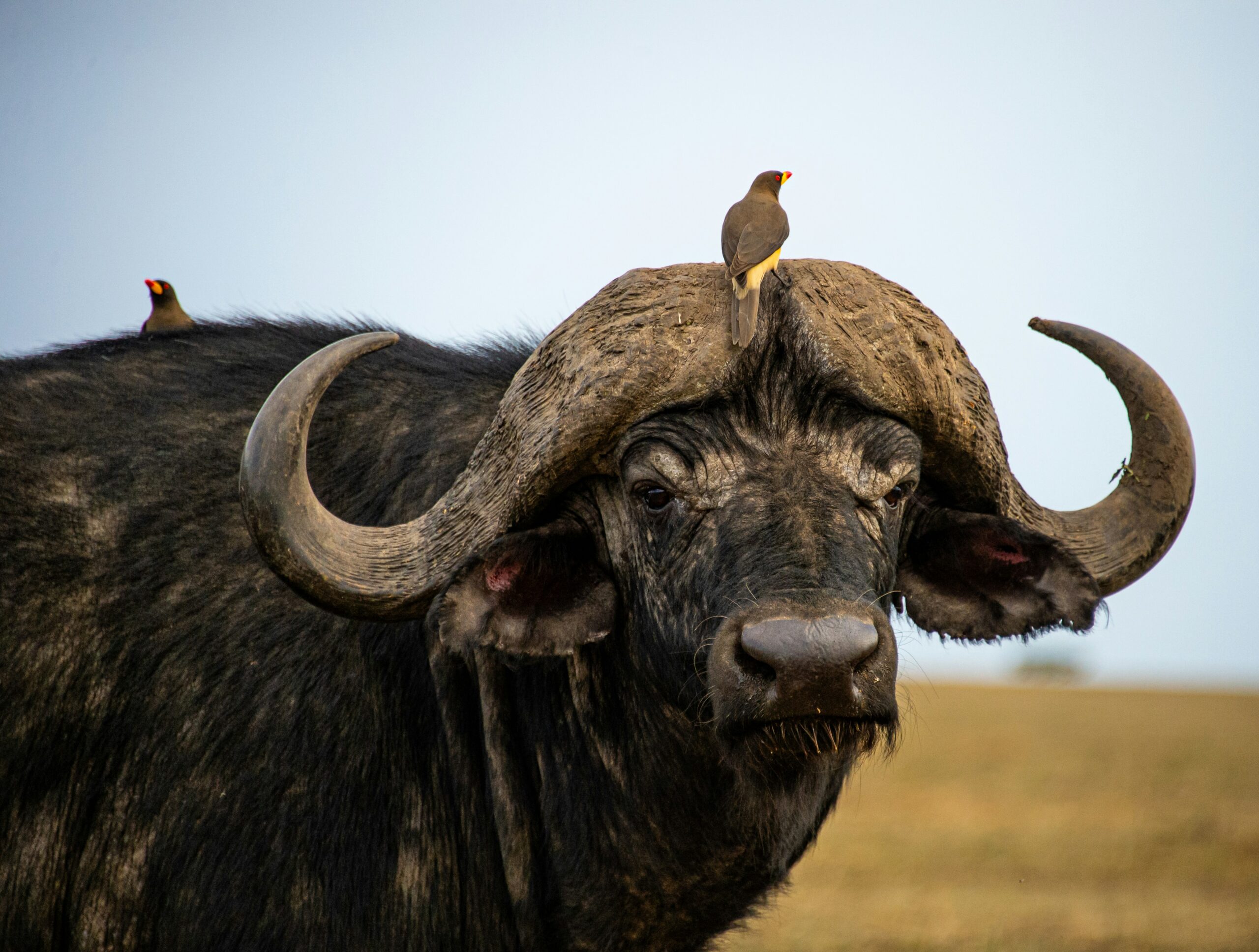6-Day Big 5 Tanzania Safari gallery 2