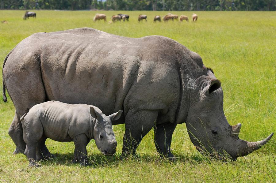 6-Day Big 5 Tanzania Safari gallery 3