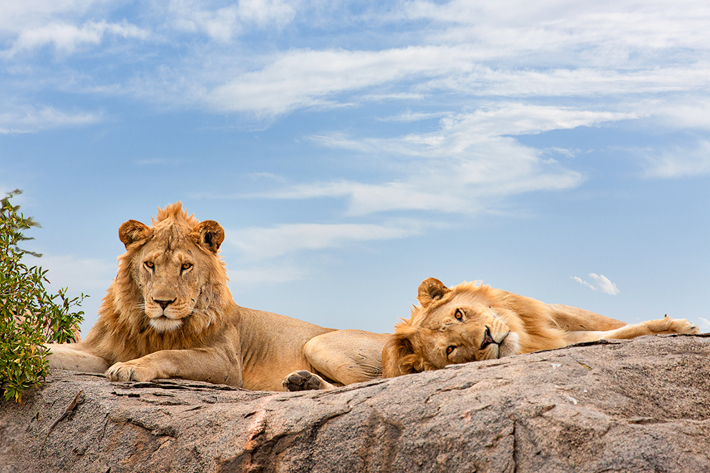 6-Day Big 5 Tanzania Safari gallery 4
