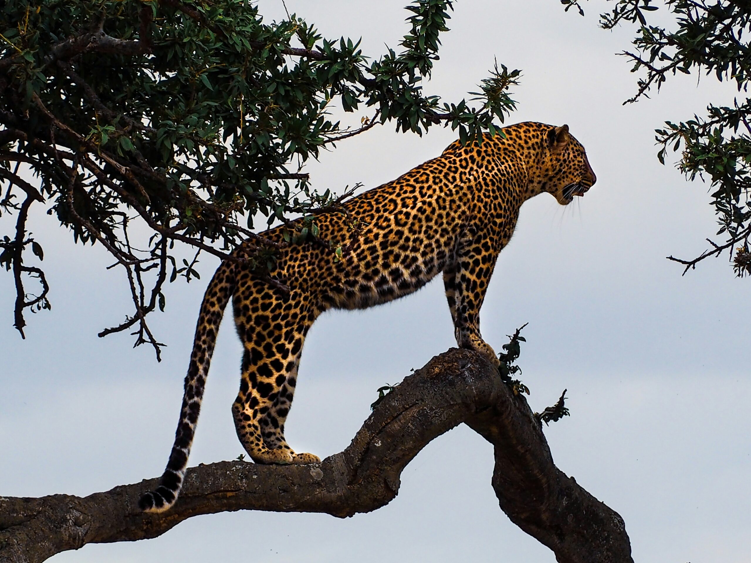 6-Day Big 5 Tanzania Safari gallery 5
