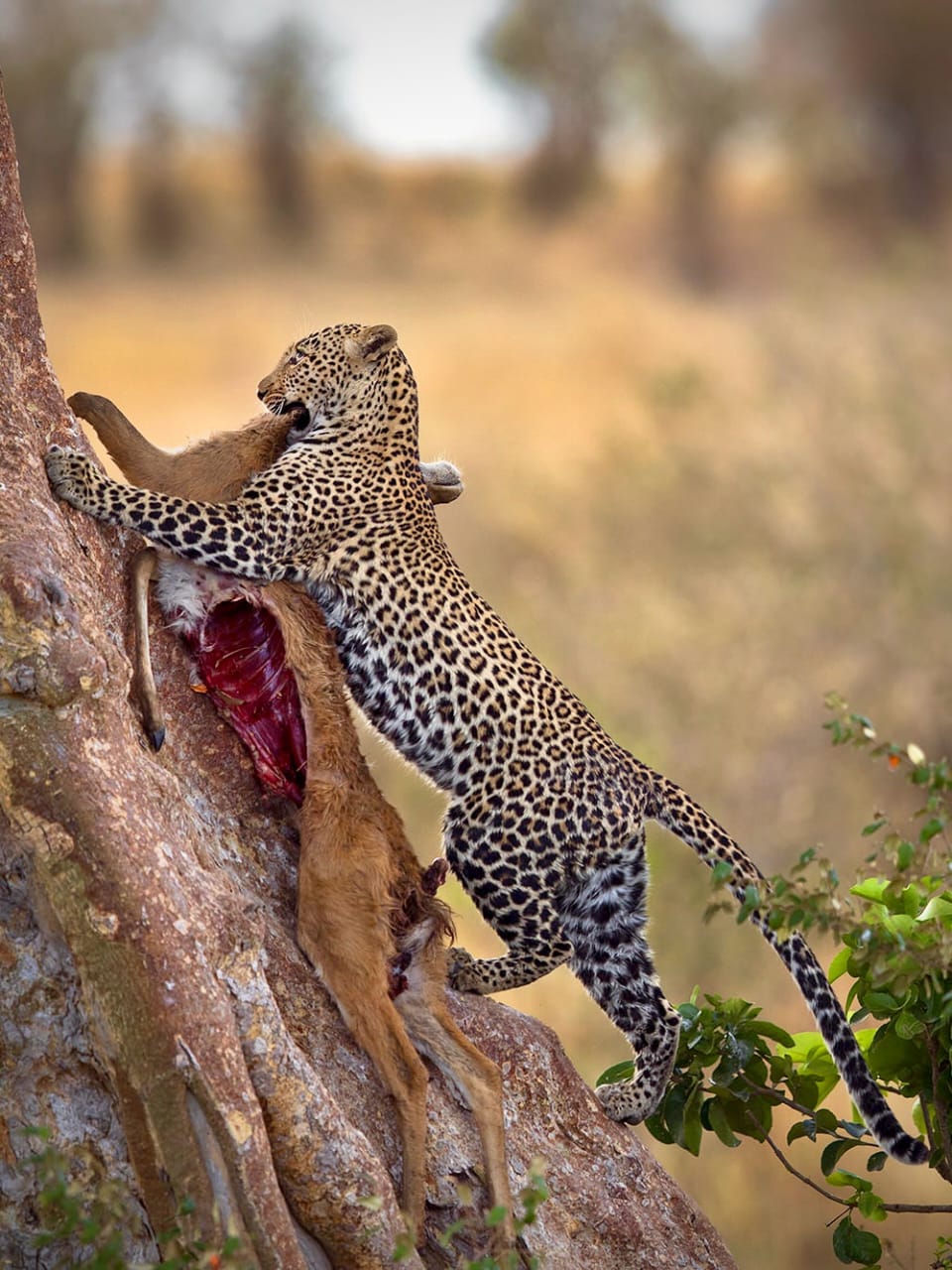 6-Day Big 5 Tanzania Safari gallery 7