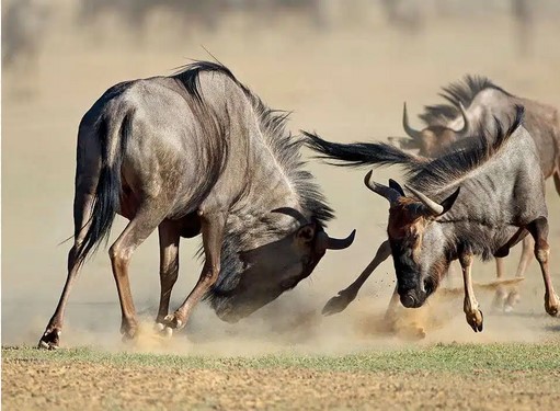 6-Day Big 5 Tanzania Safari gallery 10