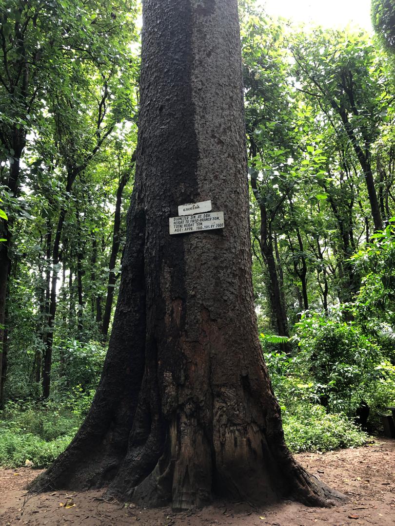 Book Day Hike at Rau Forest Reserve, Near Moshi Town in Tanzania gallery 2