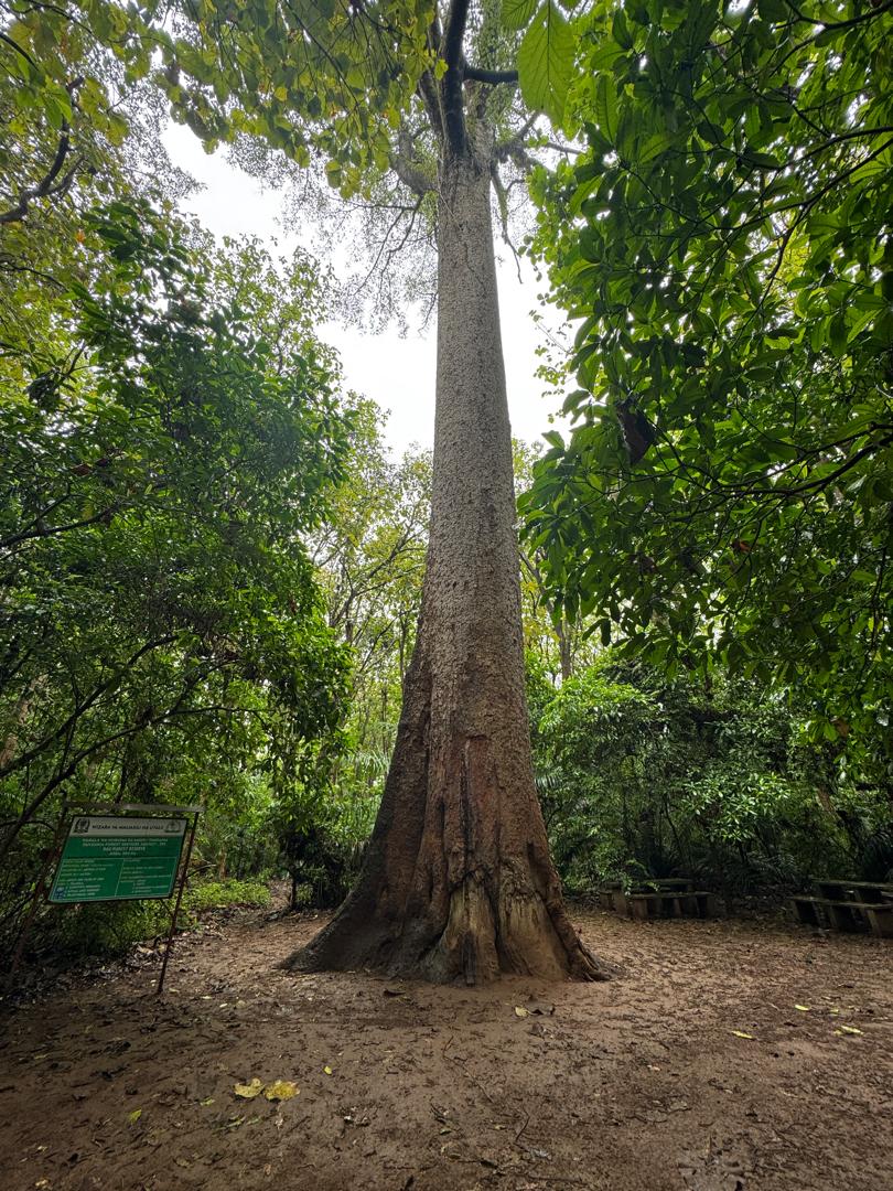 Book Day Hike at Rau Forest Reserve, Near Moshi Town in Tanzania gallery 3
