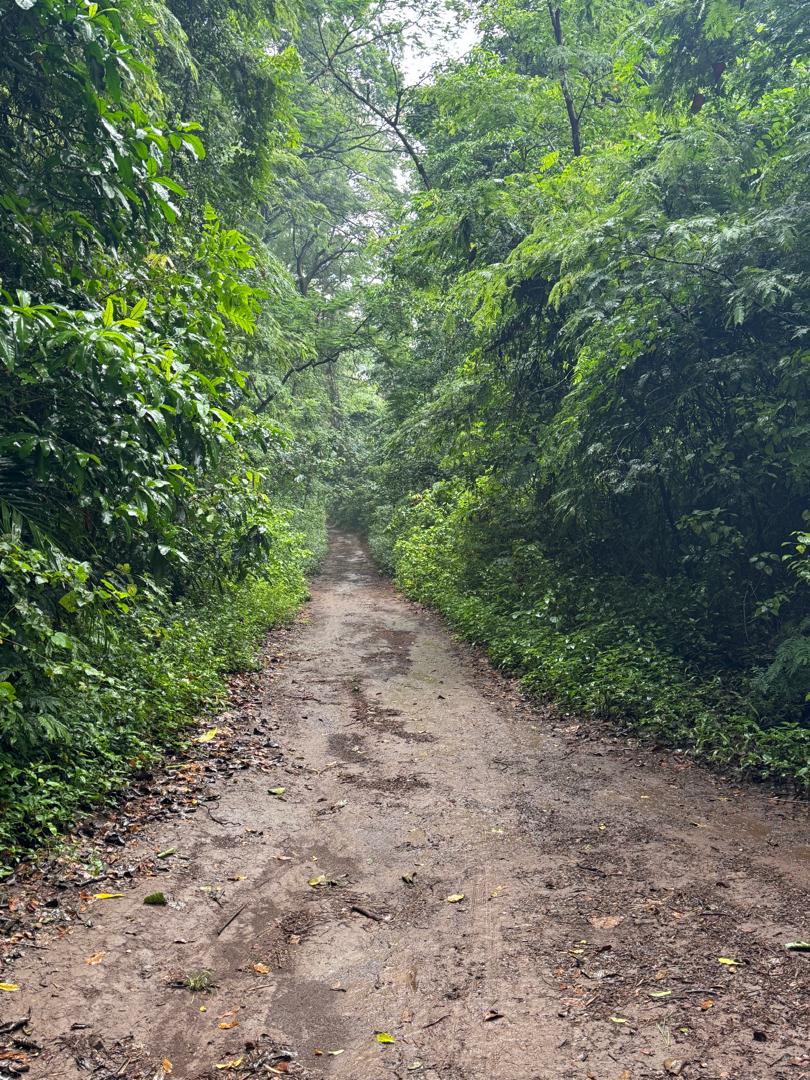 Book Day Hike at Rau Forest Reserve, Near Moshi Town in Tanzania gallery 5
