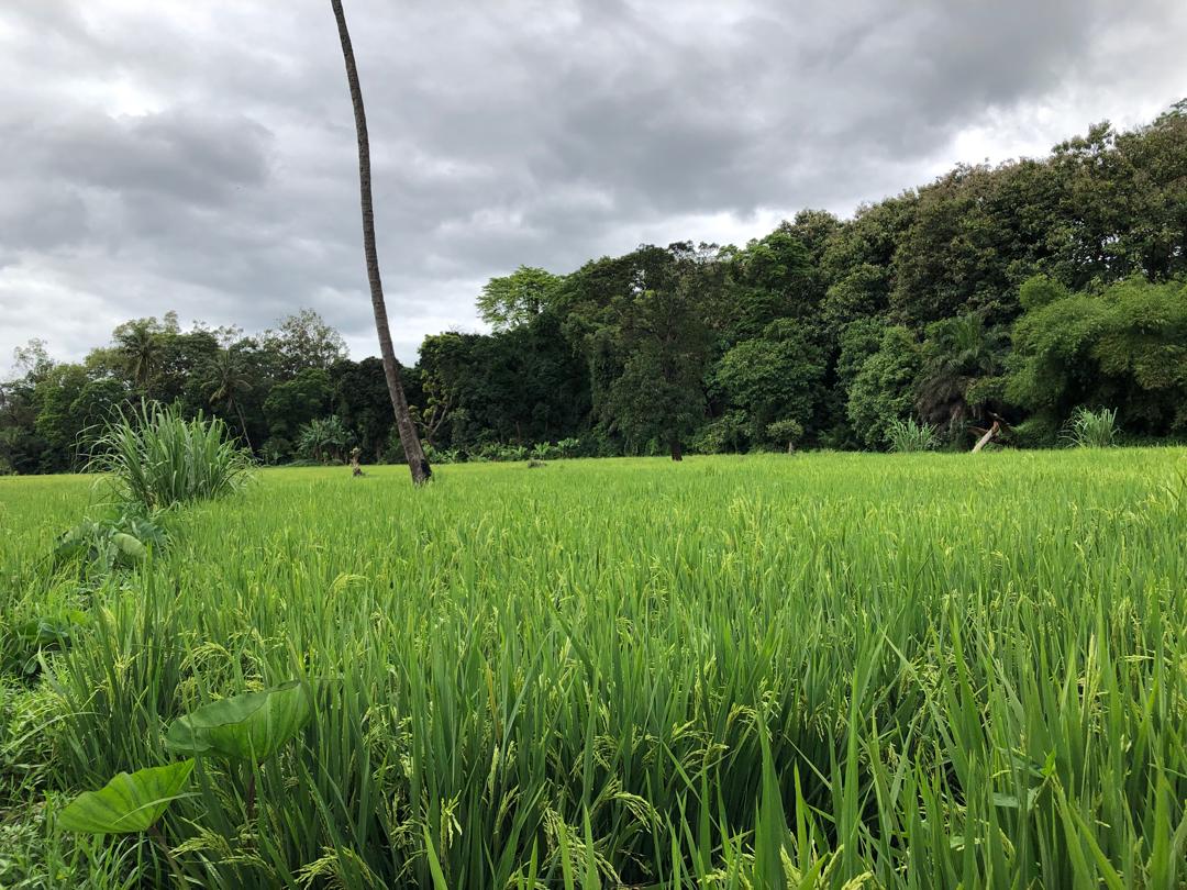 Book Day Hike at Rau Forest Reserve, Near Moshi Town in Tanzania gallery 9