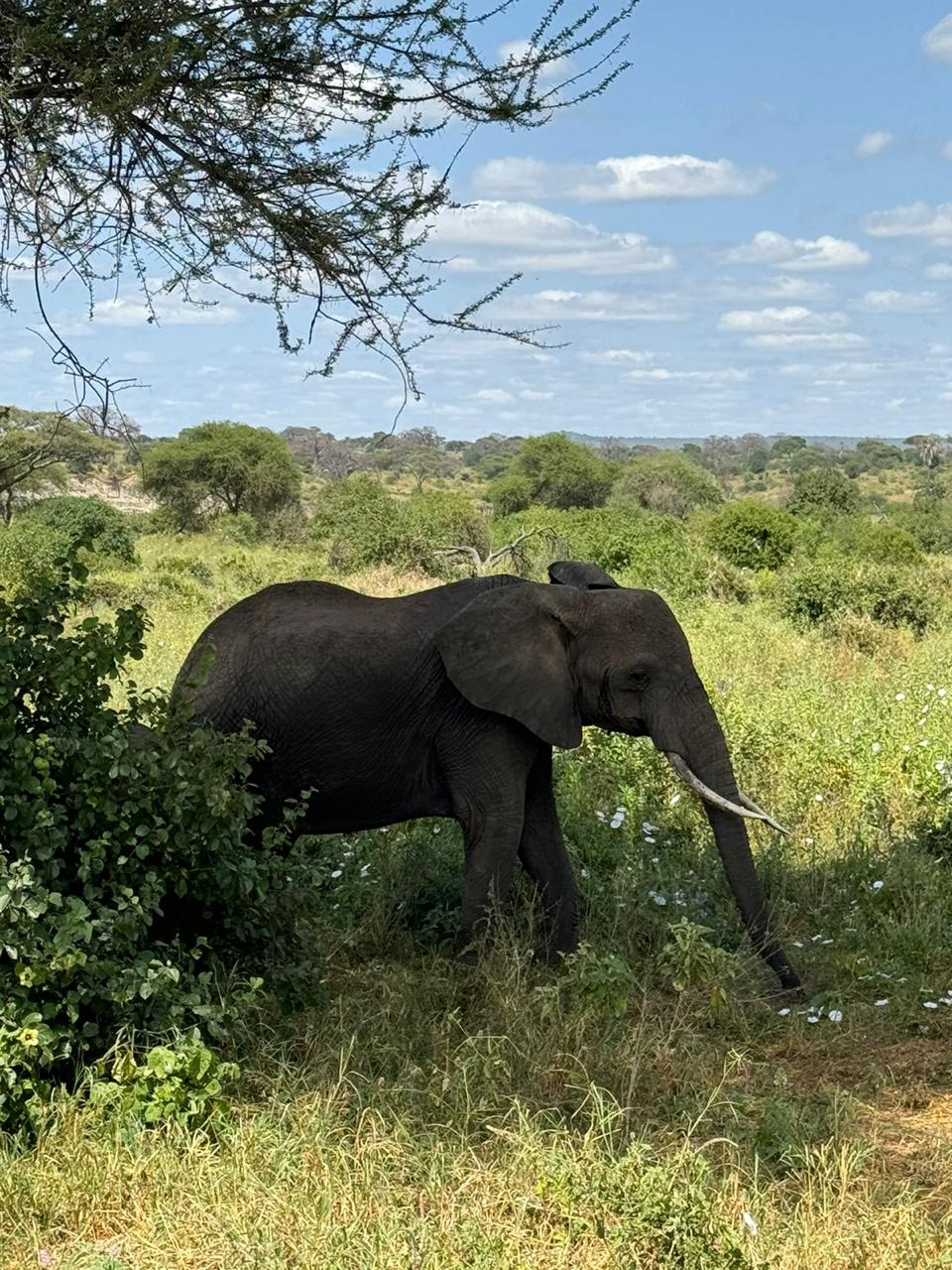 4-Days, Tarangire, Serengeti And Ngorongoro Crater Safari. gallery 2