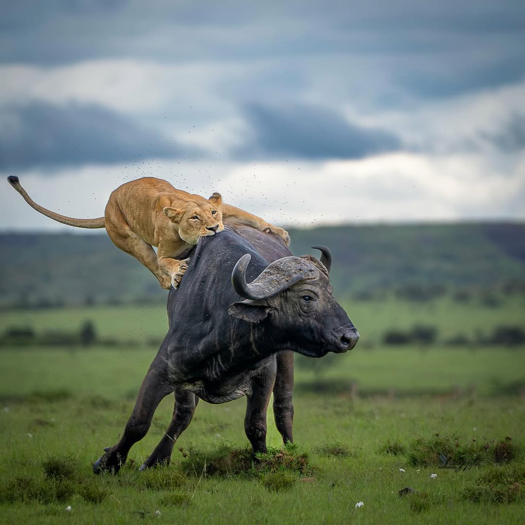Tarangire, Ngorongoro Crater & Manyara Safari gallery 3