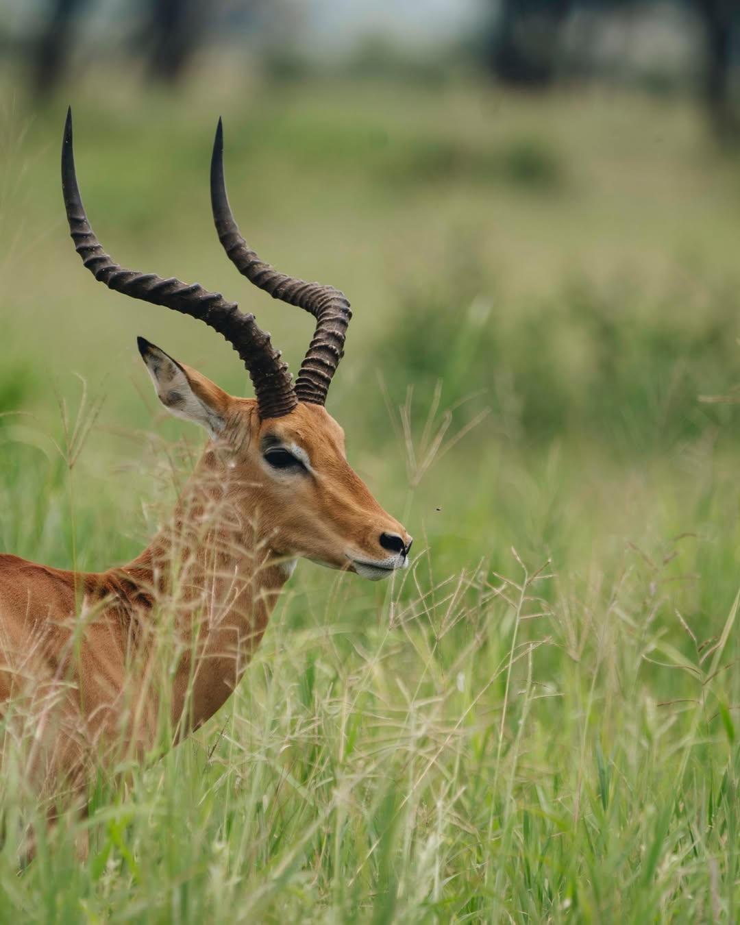 Tarangire, Ngorongoro Crater & Manyara Safari gallery 5