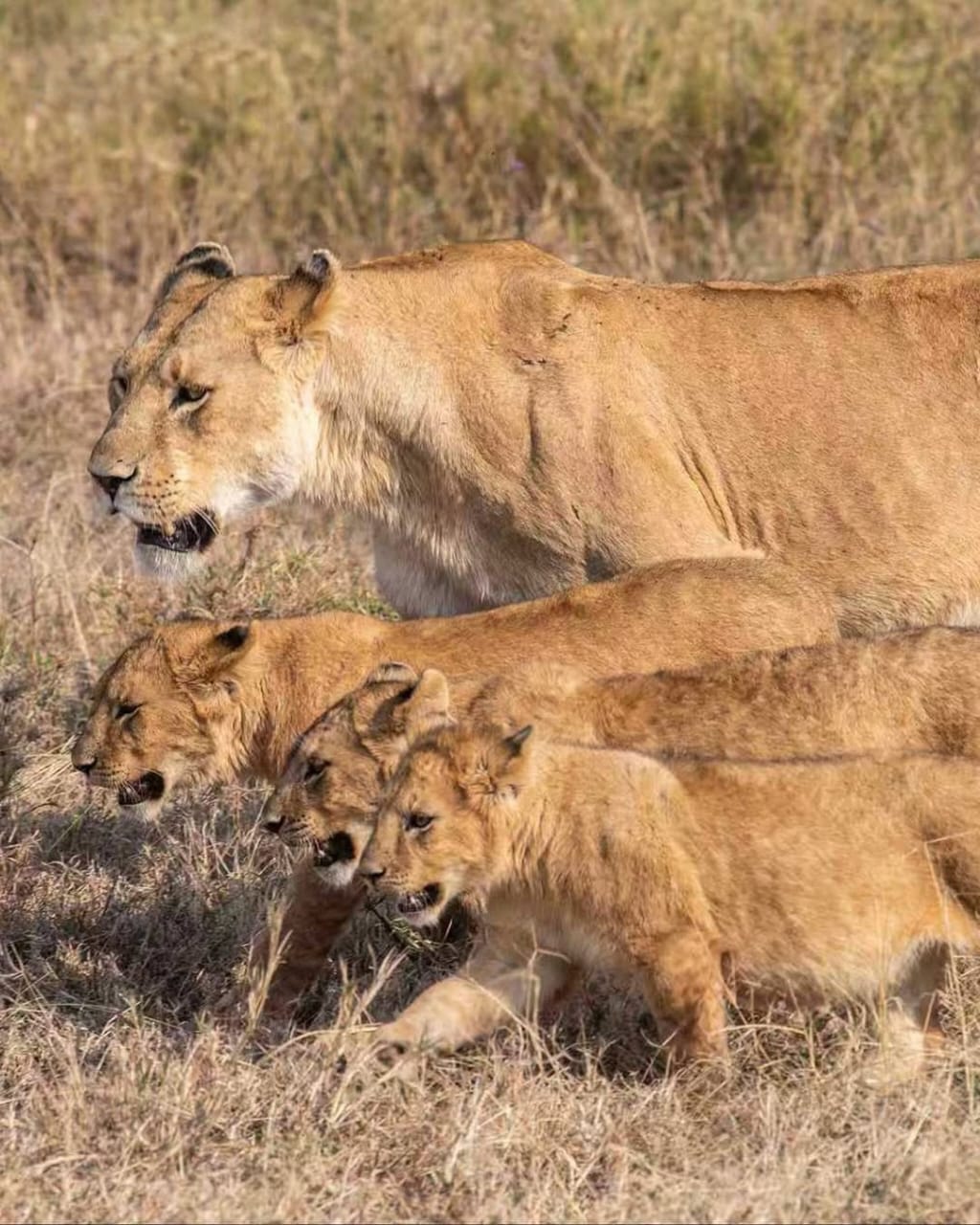 Tarangire, Ngorongoro Crater & Manyara Safari gallery 6