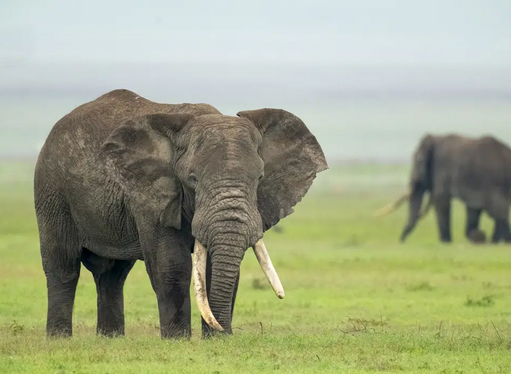 Tarangire, Ngorongoro Crater & Manyara Safari gallery 7