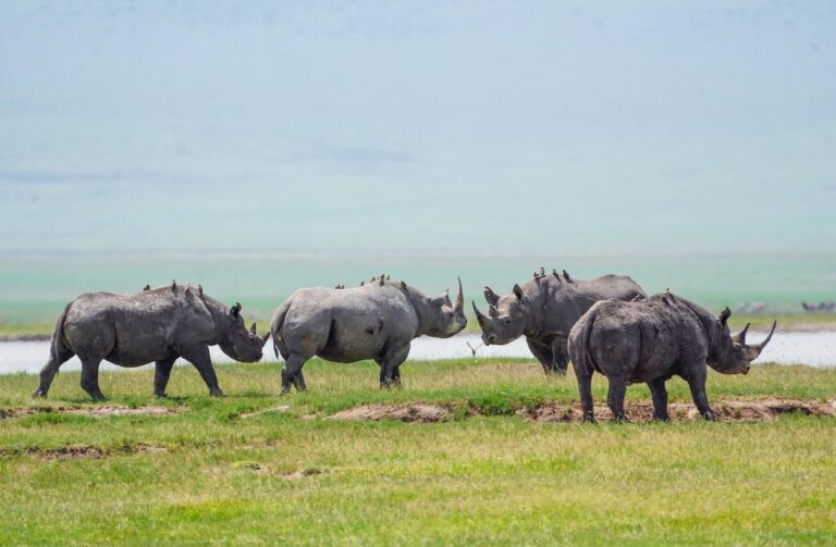 Tarangire, Ngorongoro Crater & Manyara Safari gallery 9
