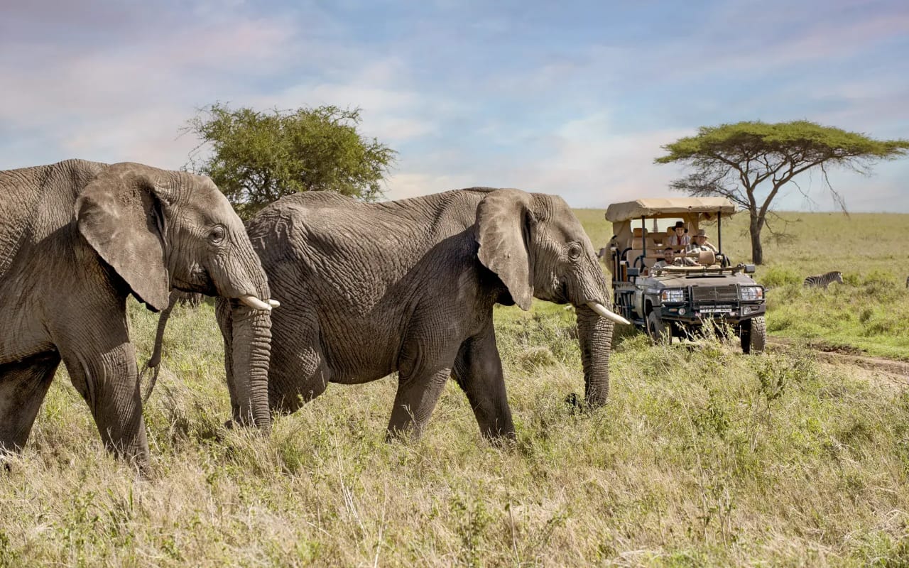 10 Day Honeymoon Tanzania Safari & Zanzibar Escape. gallery 1