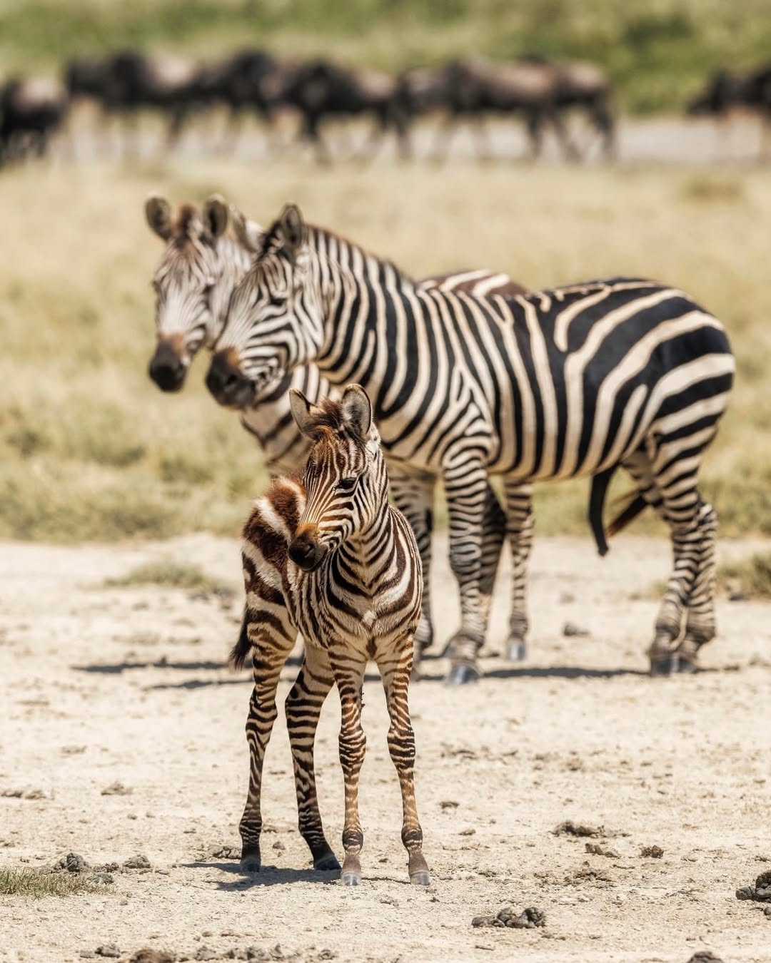 10 Day Honeymoon Tanzania Safari & Zanzibar Escape. gallery 2