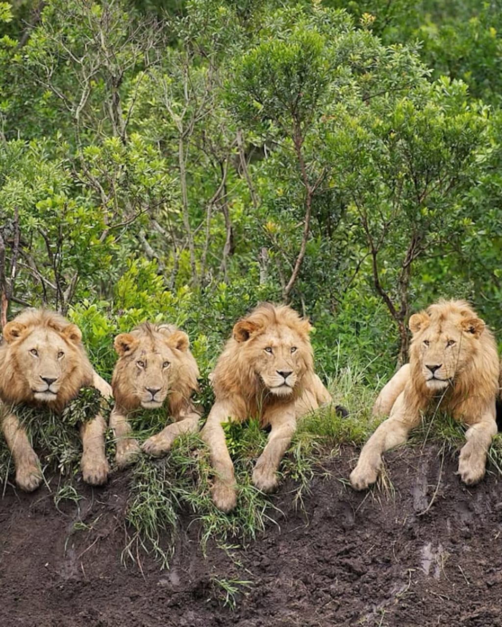 10 Day Honeymoon Tanzania Safari & Zanzibar Escape. gallery 3