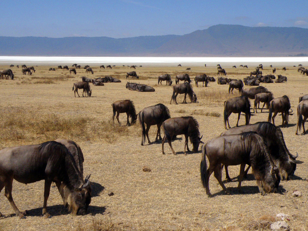 4 Days/3 Nights Tanzania Short & Sweet Safari adventure – Deluxe gallery 5