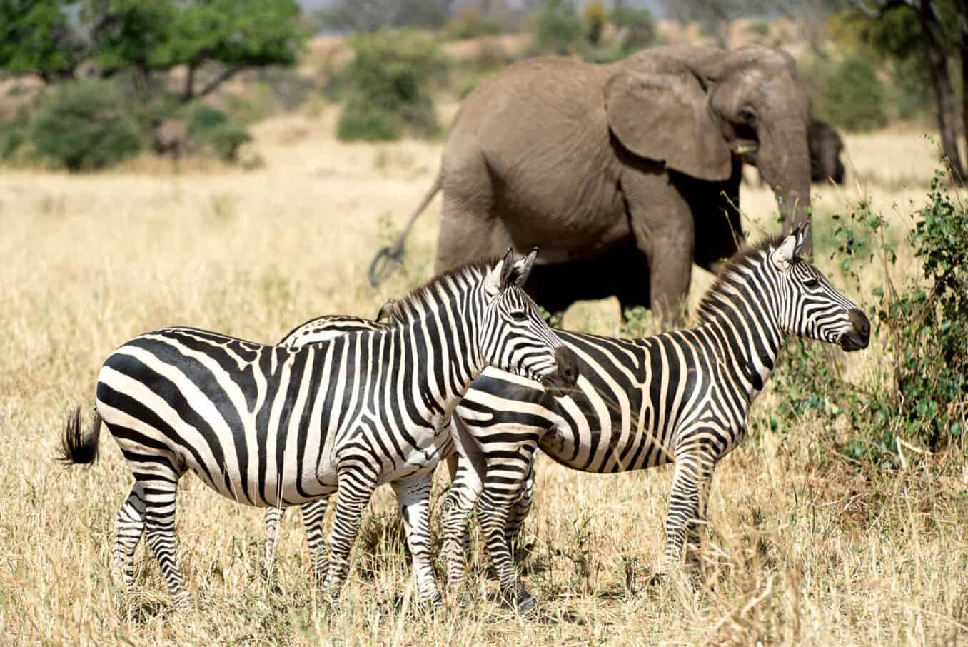 6 Days/5 Nights Exciting Safari Escape - Economy gallery 4