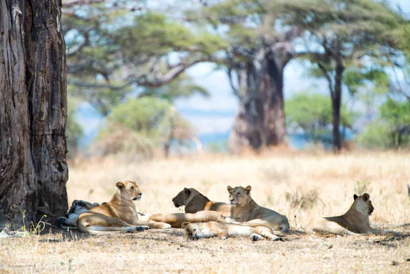 7 Days/6 Nights Tanzania Safari adventure – Deluxe gallery 4