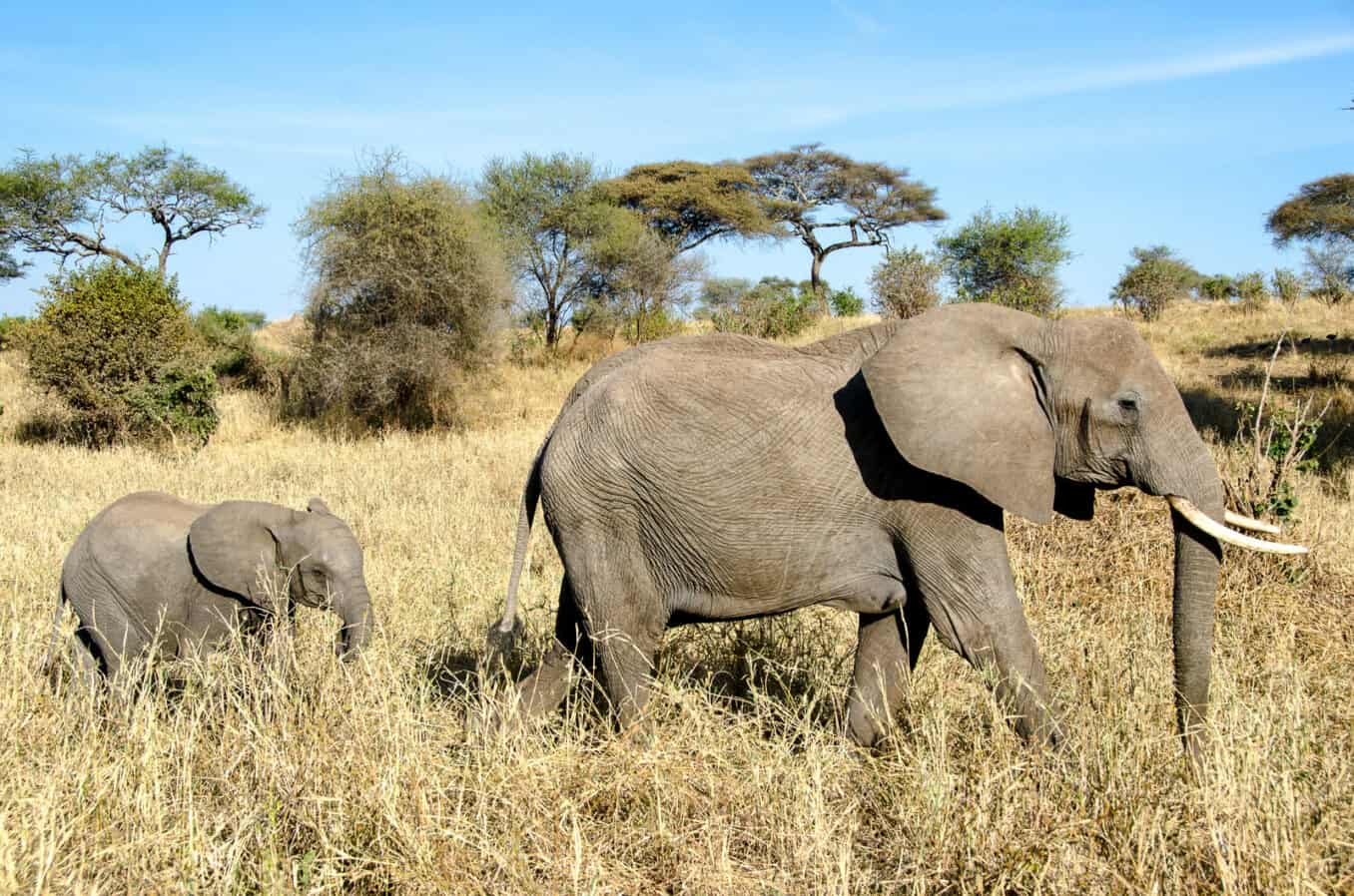 7 Days/6 Nights Tanzania Safari adventure – Deluxe gallery 5