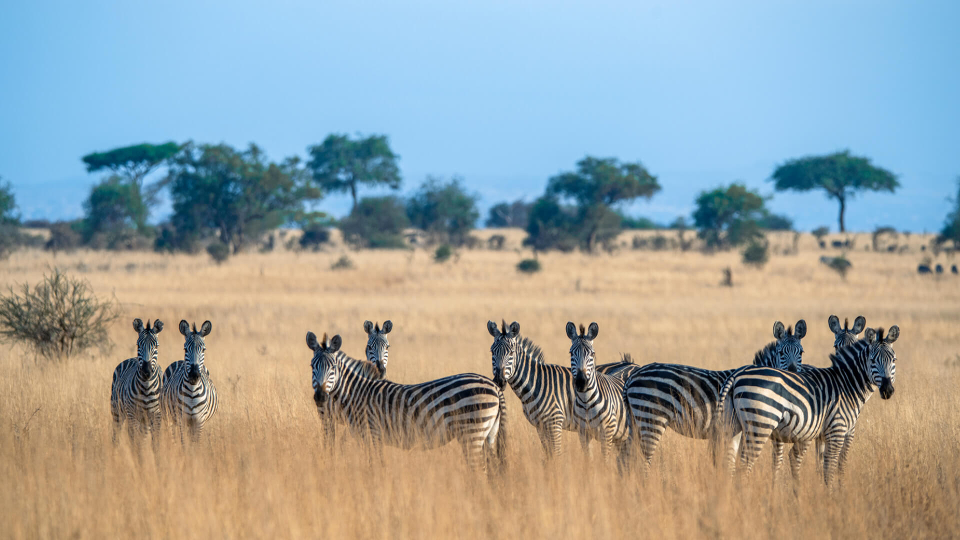 7 Days/6 Nights Tanzania Safari adventure – Deluxe gallery 6