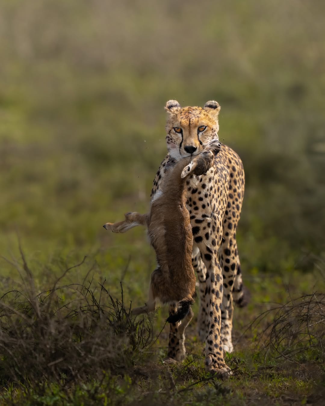 8-Day Tanzania Safari & Cultural Experience gallery 1