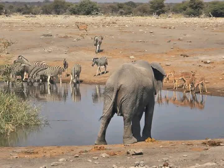 **Dunes, Deltas & Thunder: ** The Ultimate 25-Day Southern African Safari gallery 8
