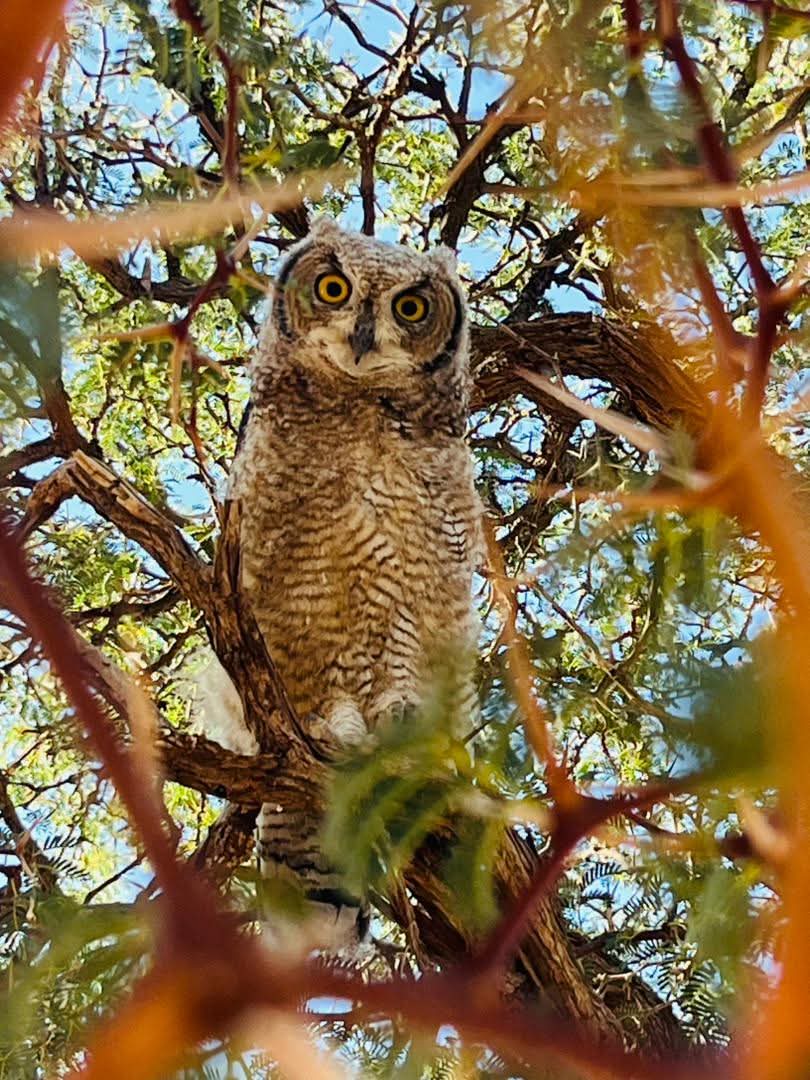 **Dunes, Deltas & Thunder: ** The Ultimate 25-Day Southern African Safari gallery 10