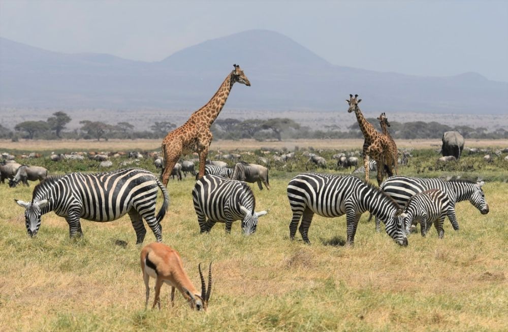 To the Flamingos and  Elephant Kingdom — tour on MyBlak