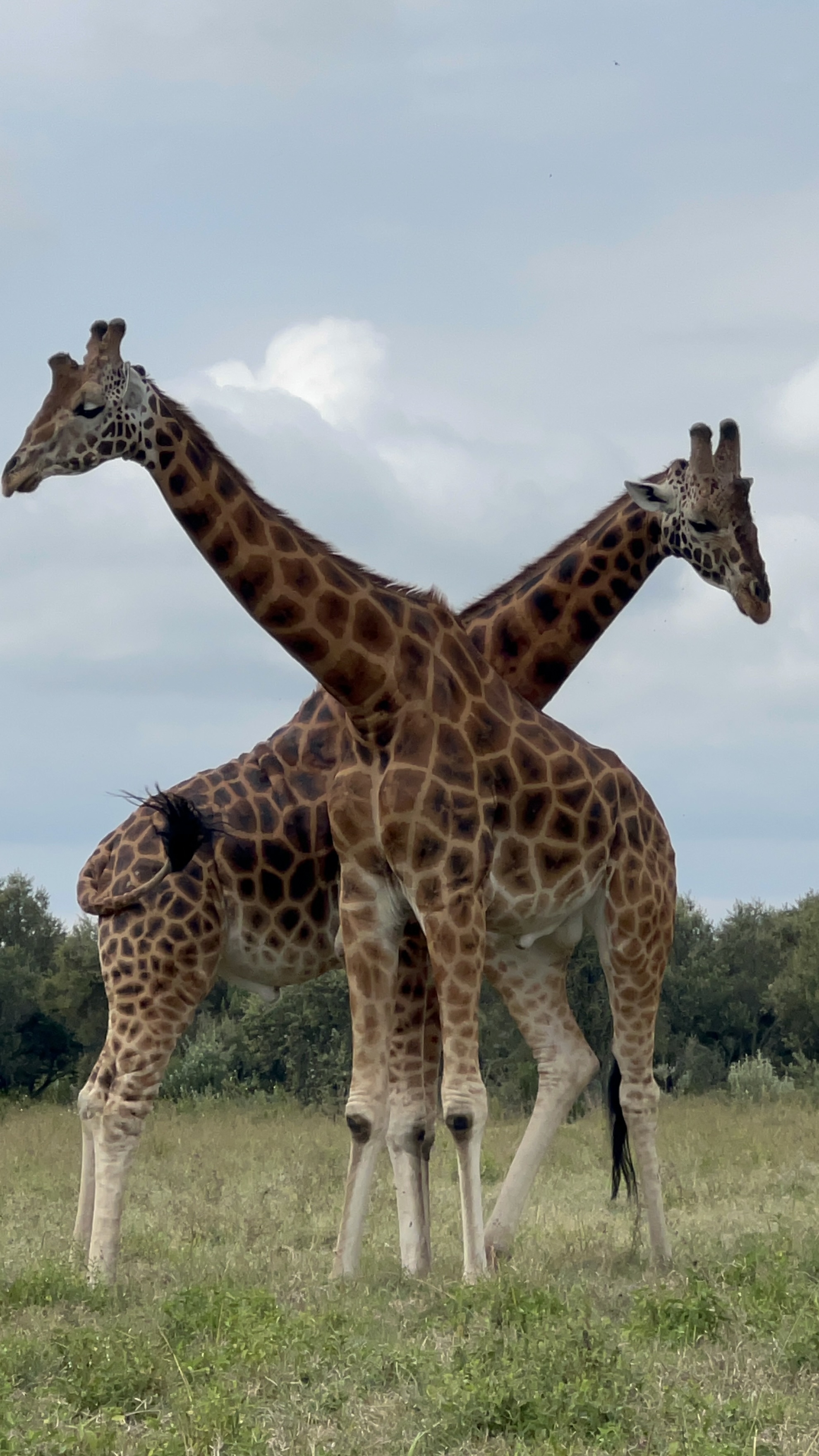 1 day Nairobi National Park tour — tour on MyBlak