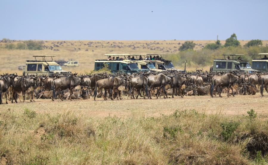 4 days Masai Mara Lake Nakuru Safari: Experience Serenity and Adventure — tour on MyBlak