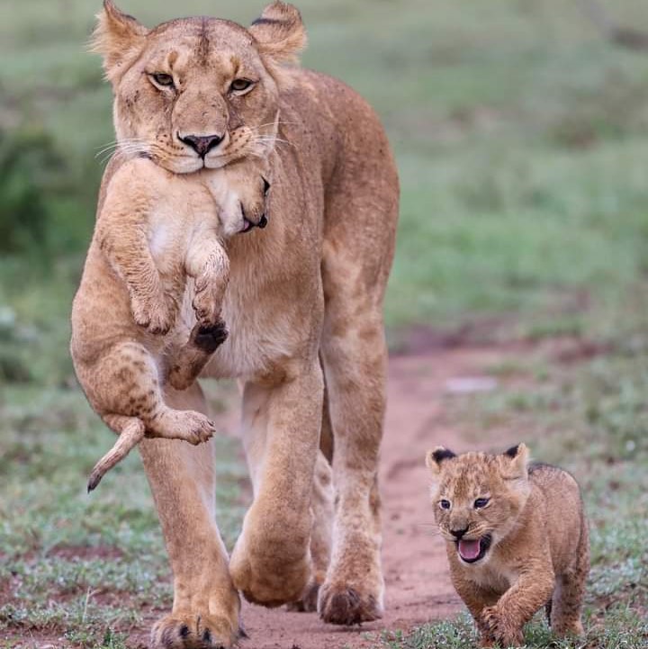 Maasai mara, lake Nakuru, Lake Naivasha. — tour on MyBlak