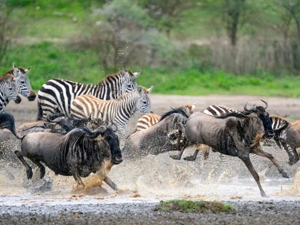 8-Days Serengeti River Crossing Wildebeest Migration — tour on MyBlak