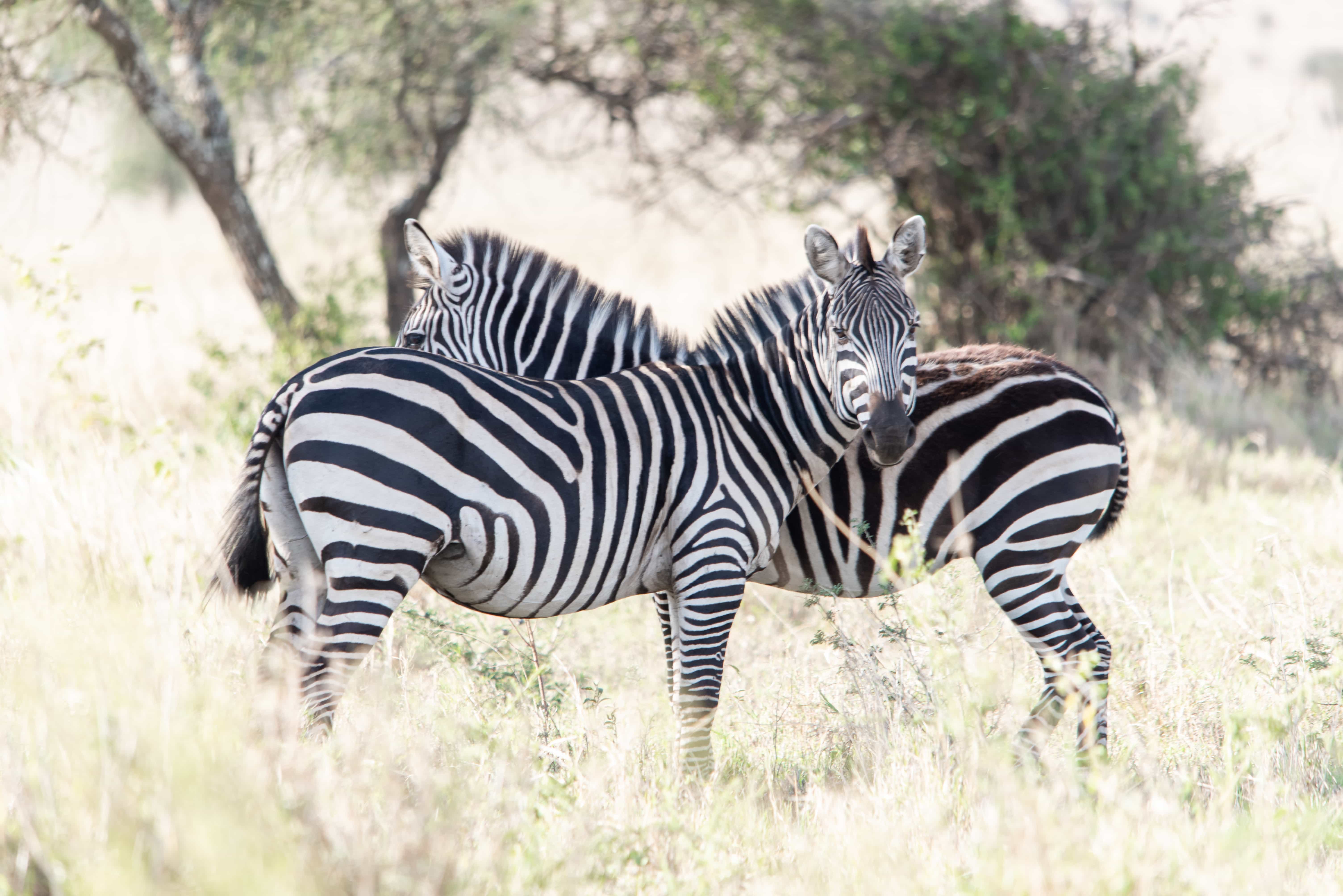 Tanzania Wildlife Safaris, Day Trip in Arusha National Park — tour on MyBlak