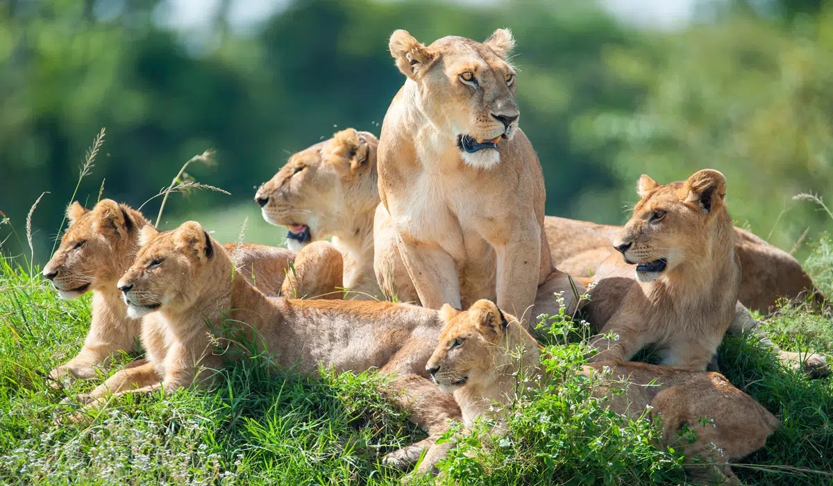 6-Day Big 5 Tanzania  Safari — tour on MyBlak