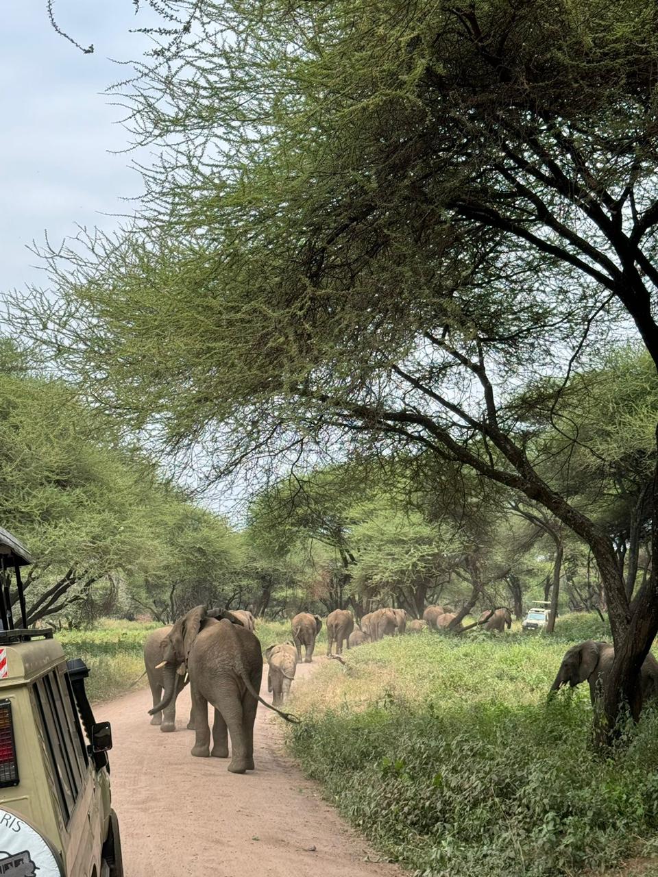 4-Days, Tarangire, Serengeti And Ngorongoro Crater Safari. — tour on MyBlak
