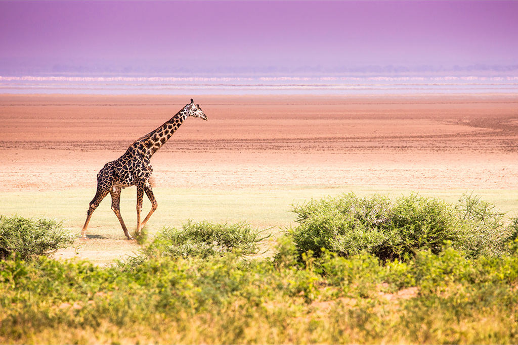 4 Days/3 Nights Tanzania Short & Sweet Safari adventure – Deluxe — tour on MyBlak