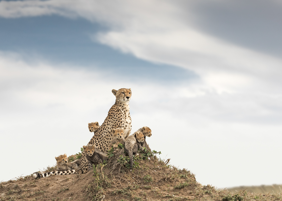6 Days/5 Nights Exciting Safari Escape - Economy — tour on MyBlak